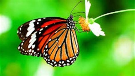 نوع من الفراشات تظهر في صورة واحدة وتخفي أخرى في جسمها ...