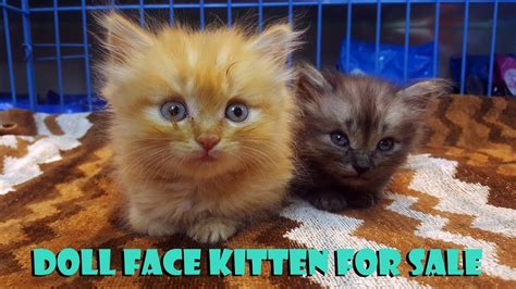 Chocholate chip sold gorgeous chocholate persian male kitten.exceptional sweet little boy waiting for the perfect home. Kitten For Sale | Persian Kitten For Sale | Doll Face ...