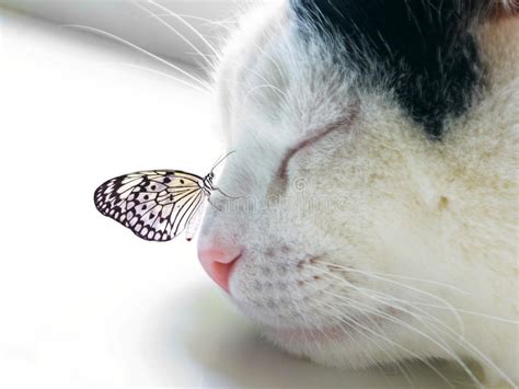 Butterfly Sat On A Sleeping Cat Nose Stock Photo Image