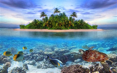 Download Wallpapers Maldives 4k Turtle Underwater Tropical Island