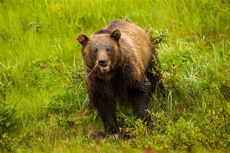 Grizzly Bear Christopher Martin Photography