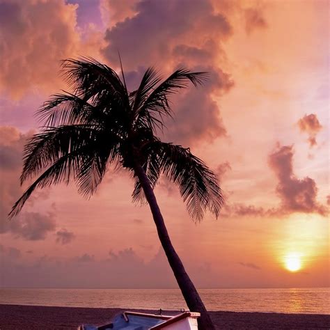 Palm Tree Palm Ocean