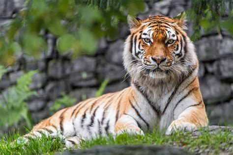 Siberian Tiger 4k Wallpapers Wallpaper Cave