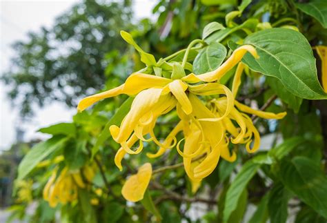 Want to thank all staff at ylang ylang for the best service provided. Ylang Ylang Plant Benefits: Everything You Need To Know ...
