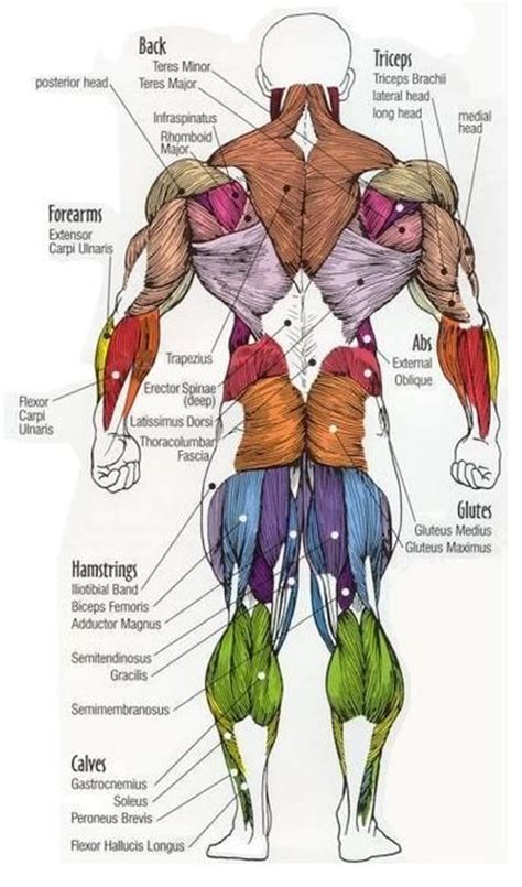 The deltoids, or delts, are known as the shoulder muscles. major muscle groups posterior.JPG (400×680) | Fitness ...