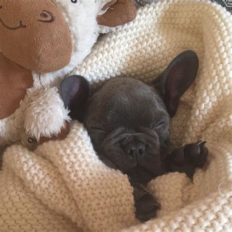 Shhh The Babys Sleeping Blue French Bulldog Puppy French Bulldog