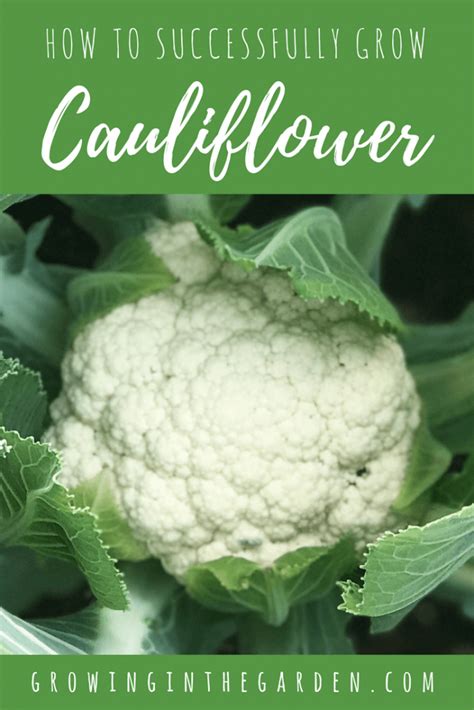 How To Successfully Grow Cauliflower Growing In The Garden Starting