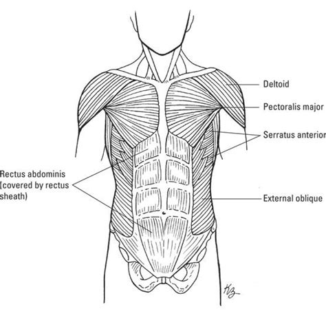 Anterior Muscles Of The Chest And Abdomen Medical Terminology