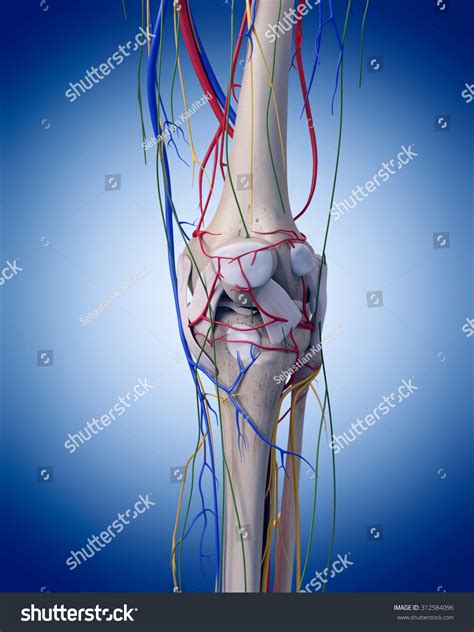 Medically Accurate Illustration Knee Anatomy Stock Illustration