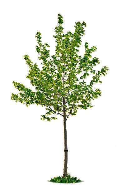 Sapling Pictures Images And Stock Photos Istock
