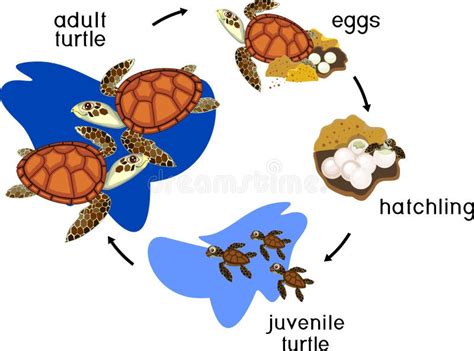 Life Cycle Sea Turtle Stock Illustrations Life Cycle Sea Turtle