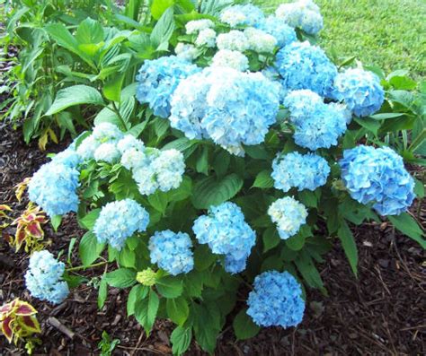 Hydrangea Flowers Are Wonderful In Arrangements And Last A Long Time