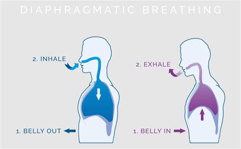 Diaphragmatic Breathing Why Is It Important Compass Physical Therapy