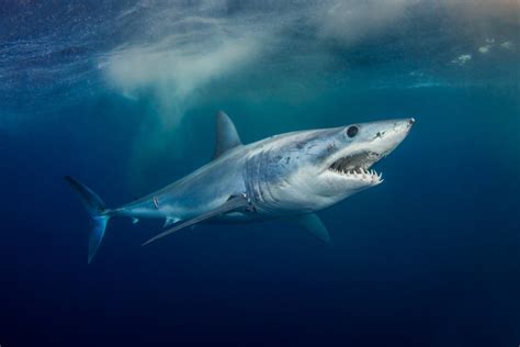 Mako Shark Conservation An Opportunity Wasted