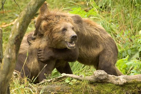 Free Picture Brown Bear Cubs Play