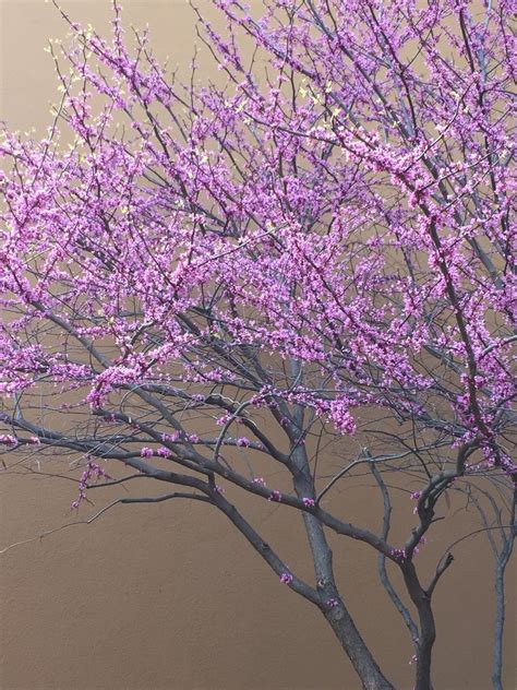 Flowering trees are great choices if you're looking to spruce up your landscape and add splashes of color to your yard. My favorite-state tree of Illinois-beautiful Redbud with ...
