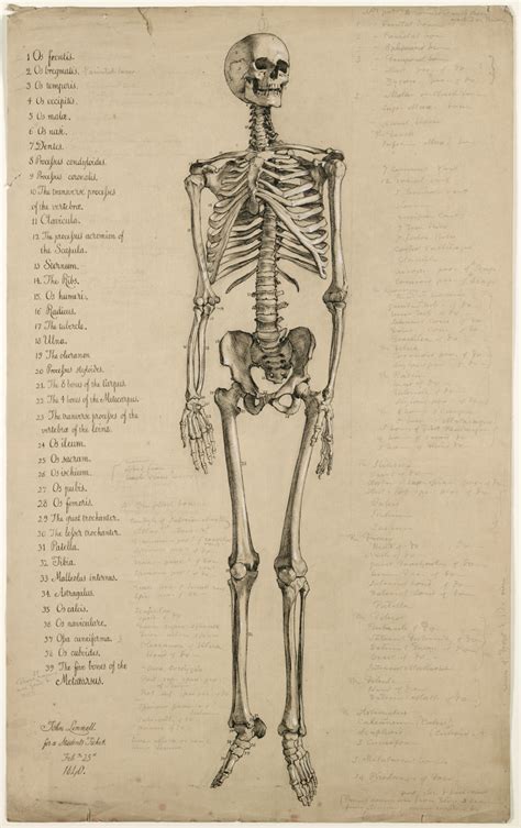 Here presented 65+ human body anatomy drawing images for free to download, print or share. Anatomical drawing of a human skeleton, England, 1840 ...
