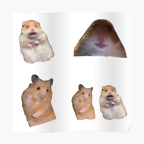 コレクション Hamster Meme  Pfp 320383
