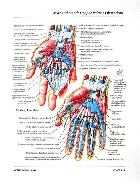 Open wound finger with tendon involvement open wound hand with tendon involvement open wound wrist with tendon involvement. Anatomy Print - Wrist Hand, Palmar Dissections, Flexor Tendons, Arteries, Nerves at Wrist ...