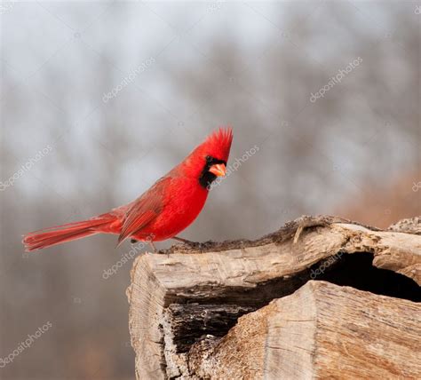 Bright Red Northern Cardinal — Stock Photo © Okiepony 5540561