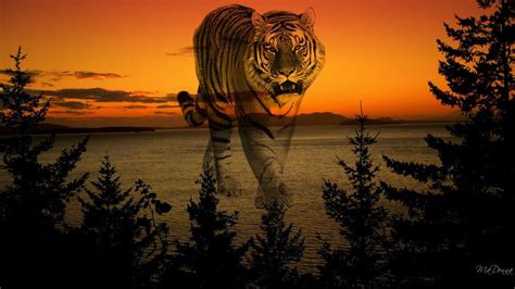 Sunset Tiger Wallpaper Nature And Landscape Wallpaper Better
