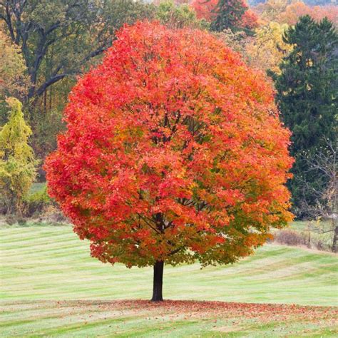 Fast Growing Trees for Your Yard and Plants to grow