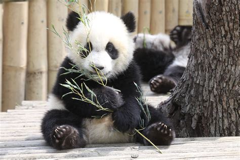 Pin On панда