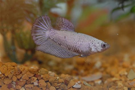 Pin By Pat Tosie On Aquarium Fish Betta Fish Female Dragon Betta