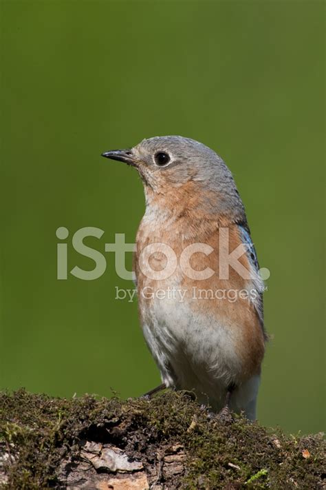 Bluebird Stock Photo Royalty Free Freeimages