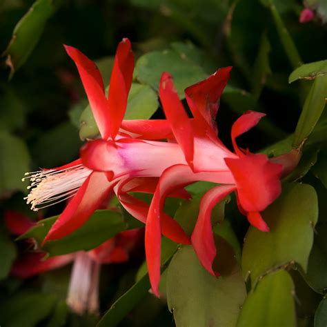 2 how much sunlight does a cactus need? My Chicago Botanic Garden - A blog for visitors to the Garden.