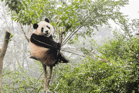What Animals Live In Bamboo Forests