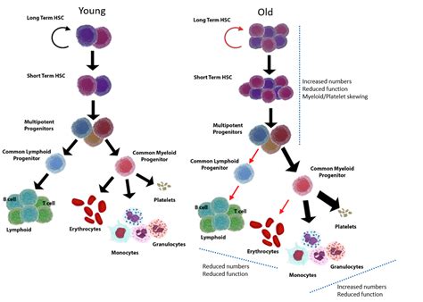 Ijms Free Full Text Updates On Old And Weary Haematopoiesis