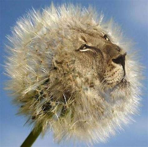 We Put The Lion In Dandelion Dandelion Amazing Photoshop Animals