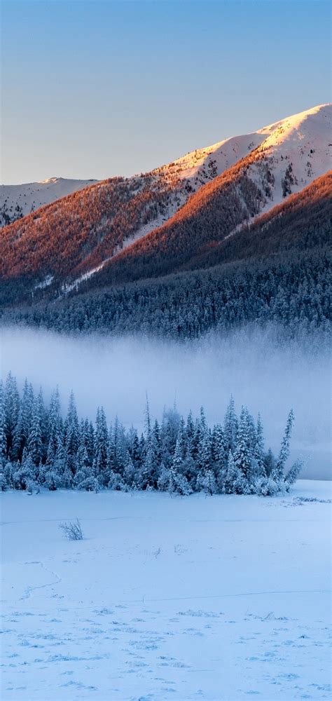 720x1520 Resolution Forest Snowy Winter Mountains 720x1520 Resolution