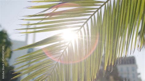 Sun rays pass through palm tree leaves Beautiful footage of palm tree with lens flares vídeo de