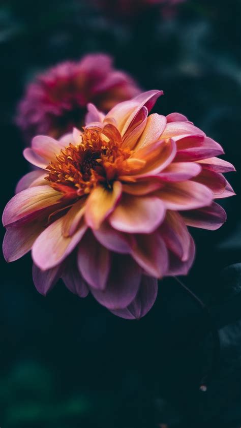 Aesthetic Dahlia Flower Wallpapers Download Mobcup
