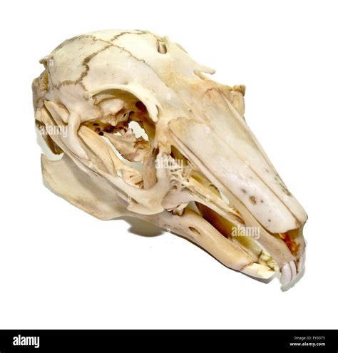 Squelette lapin Banque d images détourées Alamy