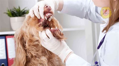 Hund Tumor Im Maul Symptome Lebenserwartung TiereWissen