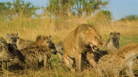 What Eats Lions Lions Predators Zooologist