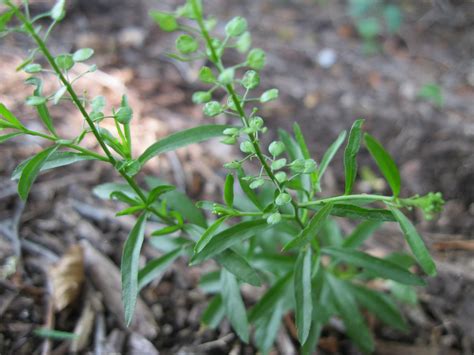 Wild Edible Texas Peppergrass