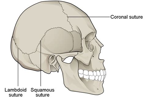 Classification Of Joints Anatomy And Physiology I