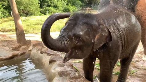 Baby Elephant Plays In A Spray Of Water For Visitors See The Adorable