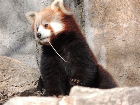 International Red Panda Day September 15 Smithsonian