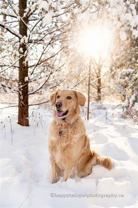 Ontario Winter Pet Photography With Golden Retriever Dog In The Snow