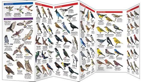 Wyoming Birds A Pocket Naturalist Guide