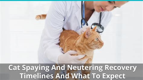 How Long To Keep A Cat Indoors After Neutering Cat Lovster