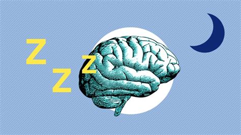 Sleep And The Brain Sleepopolis