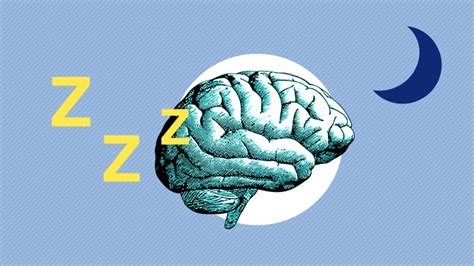 sleep and its effect on our brain stem from scratch