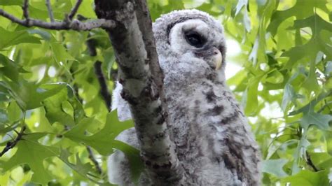 Owl Hooting Sounds Owl Night Burrowing Meaning Sunwalls