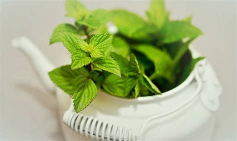 11 Mint Tips And Tricks How To Grow Mint Indoors 365 Days
